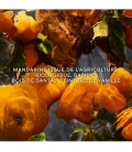 AQUA ALLEGORIA FORTE Mandarine Basilic - Eau de Parfum