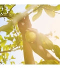 REPLICA UNDER THE LEMON TREES Eau de Toilette pétillante