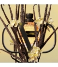 VALENTINO UOMO BORN IN ROMA YELLOW DREAM Eau de Toilette Pour Lui ambré épicé 