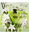 BORN IN ROMA GREEN STRAVAGANZA DONNA Eau de Parfum Pour Elle Florale Ambrée Boisée