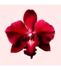 FLOWERBOMB RUBY ORCHID Eau de parfum