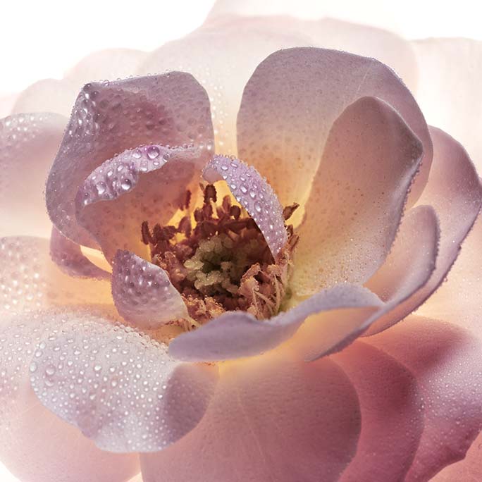 Guerlain